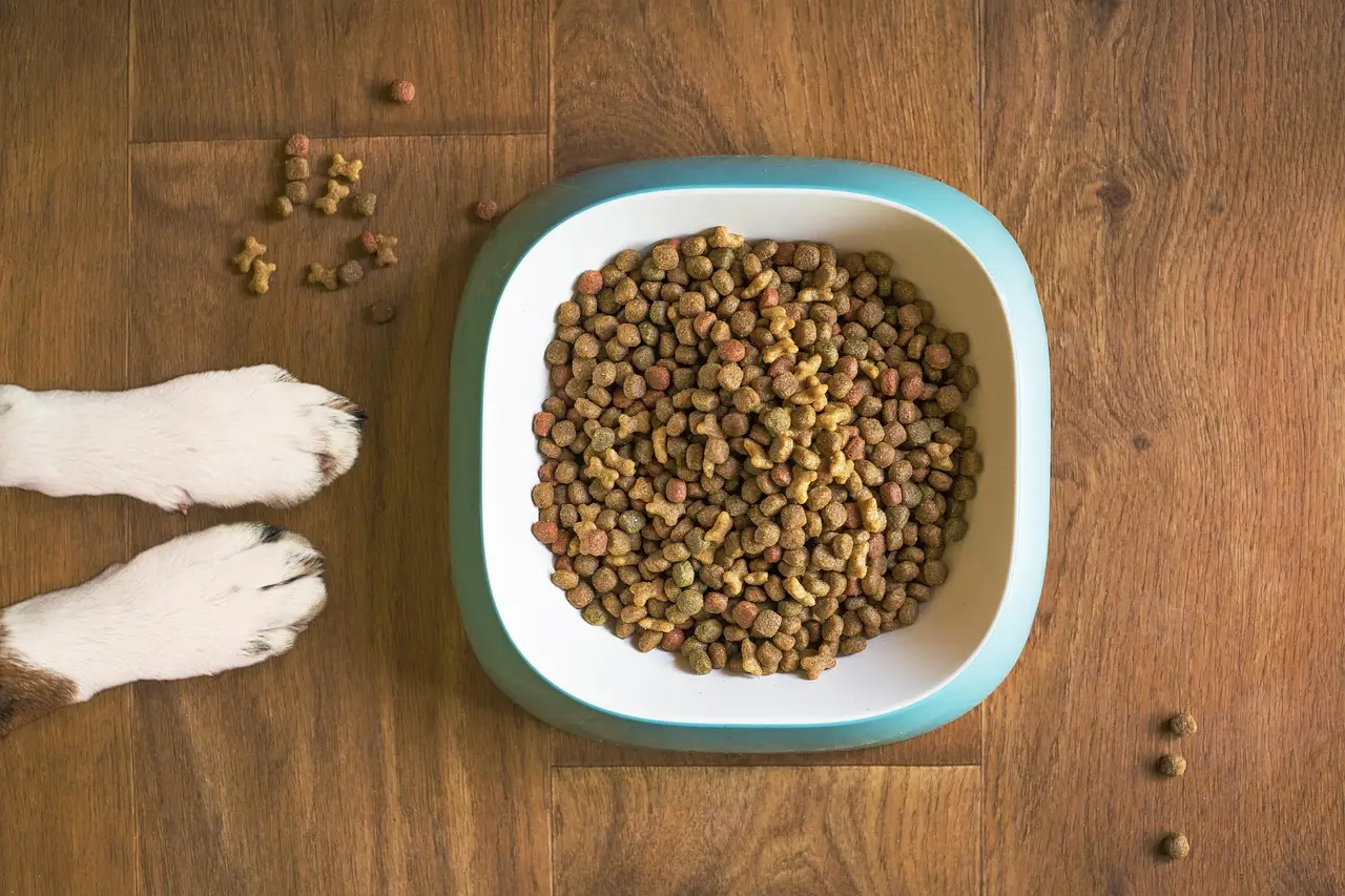 dog food, dog bowl, dog kibble, dry dog food, paws, dog paws, dog food bowl, grain free dog food, dog treat, pet food, dog, pet, dog eating, dog feeding, dog stay, dog training, animal, brown eating